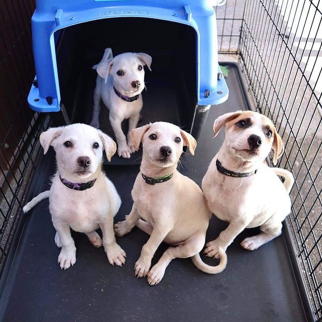 MMGN  - Paws4Thought