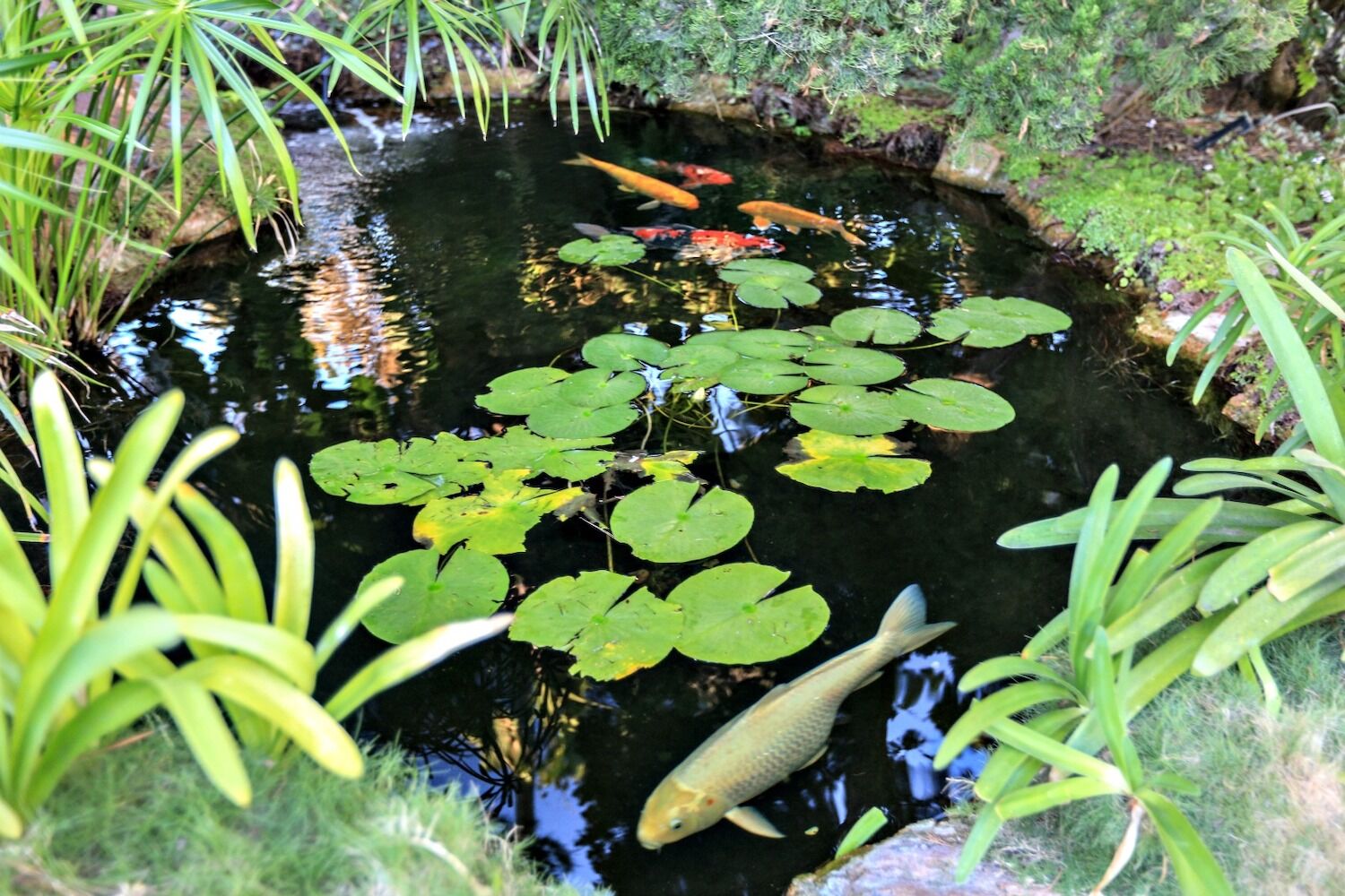 Meditation Gardens Koi.jpeg