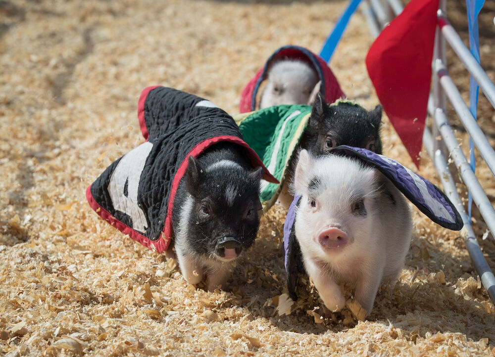 SD Fair - racing pigs