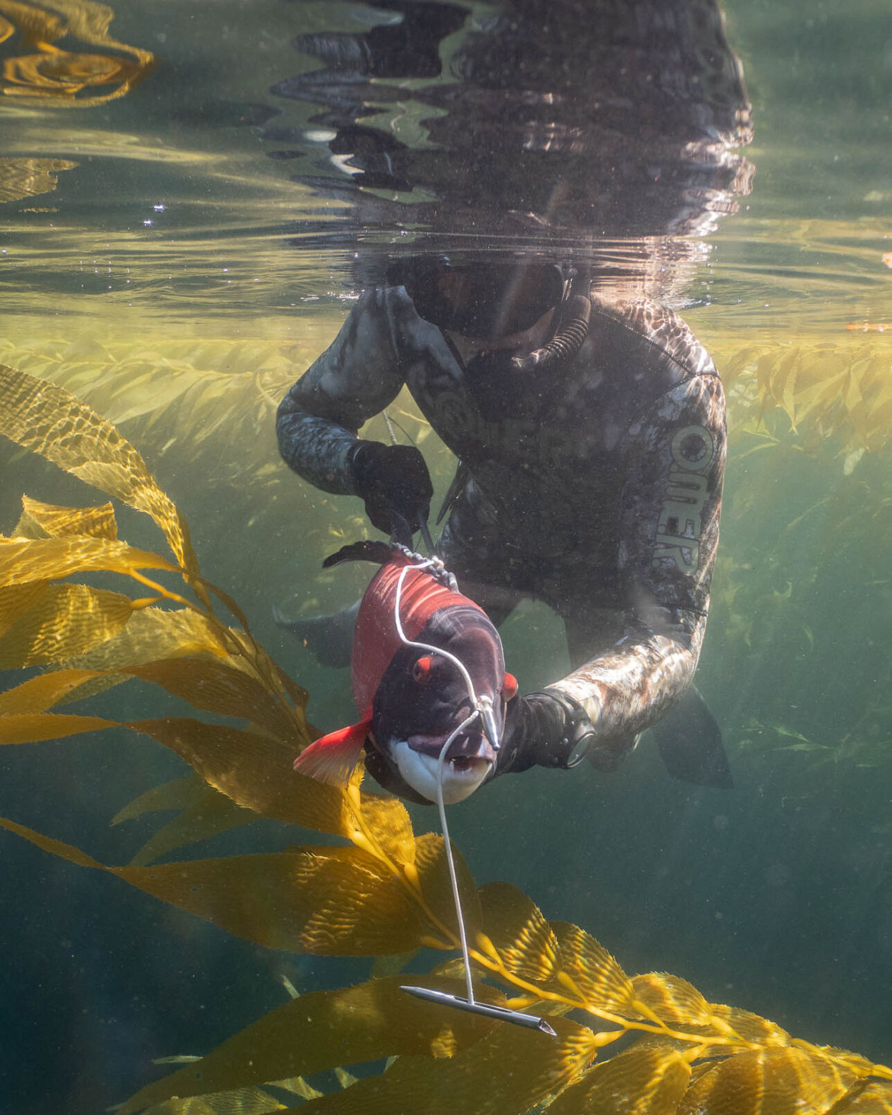 Spearfishing in San Diego, CA