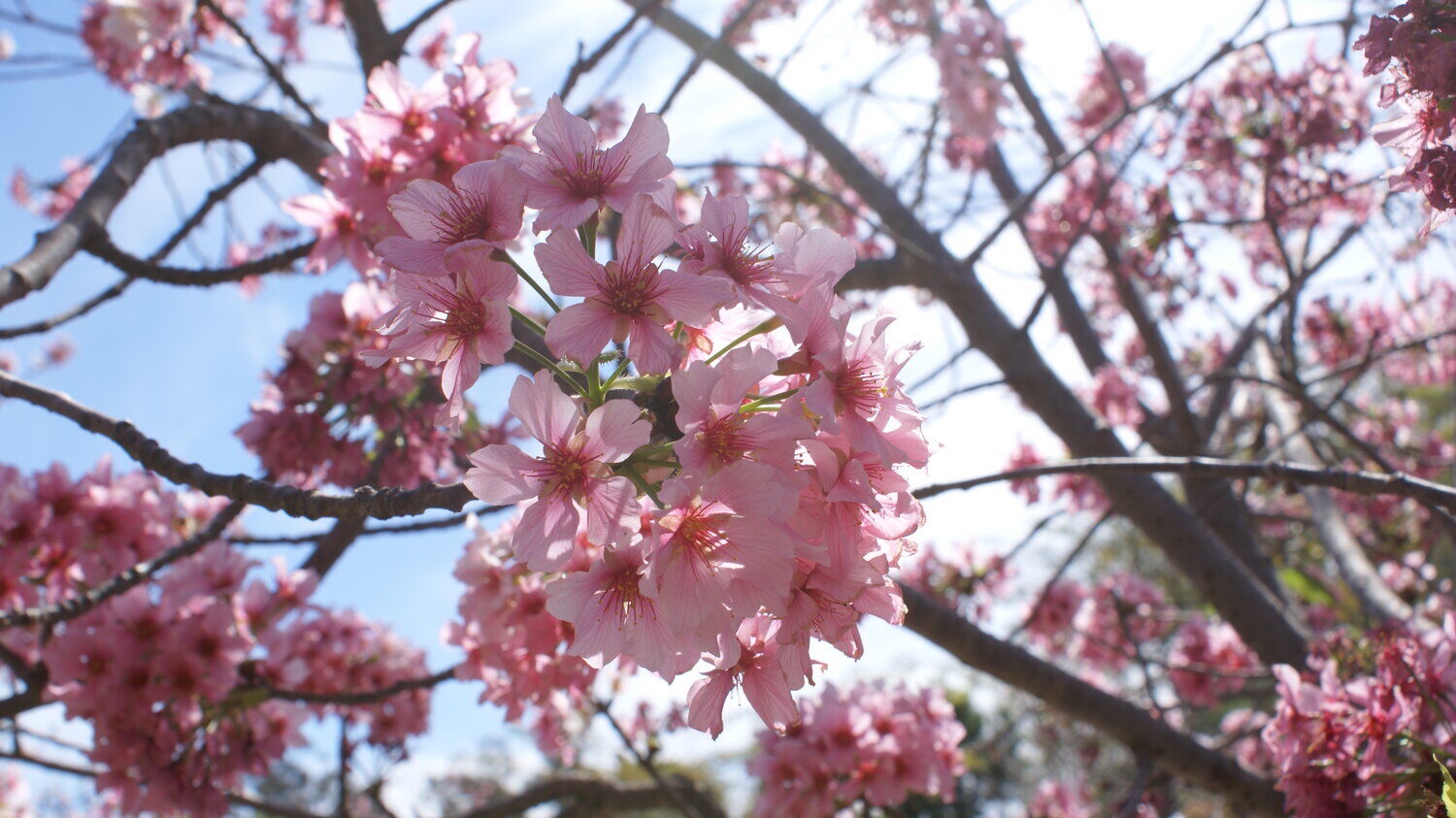 cherry-blossoms-sdm-0323.jpeg