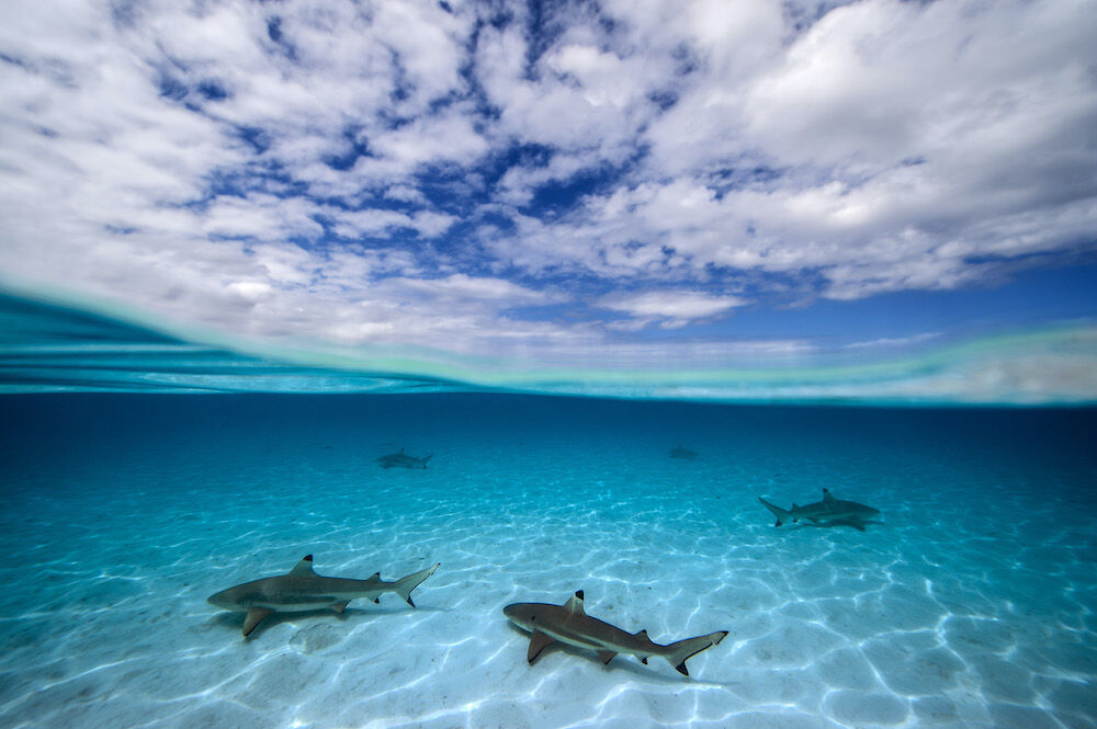Donald Miralle - Reef sharks