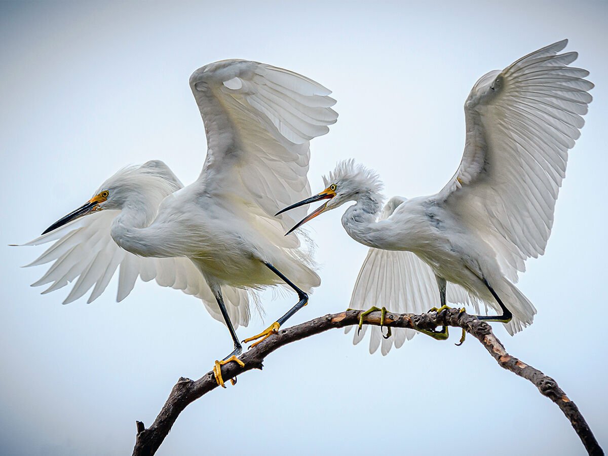 February Things to Do / San Diego Bird Festival