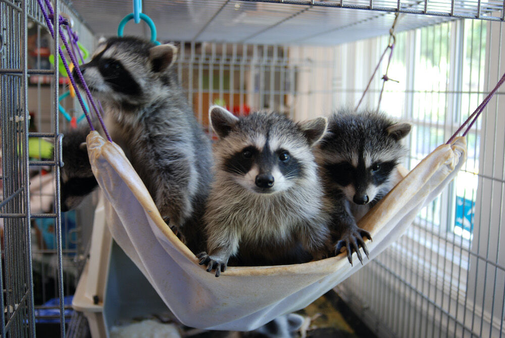 Humane Society Raccoons - MMGN