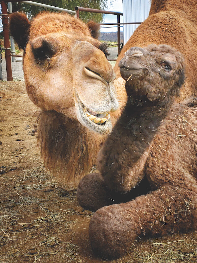 Farm tours - camels