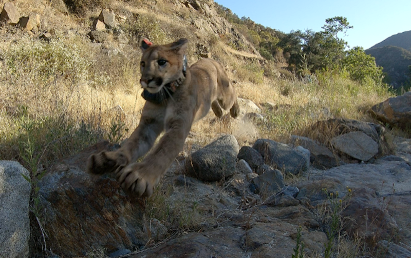 MMGN - Mountain Lion cub