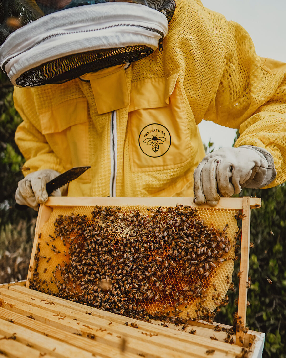 Fairmont Grand Del Mar / Bee Colonies 3