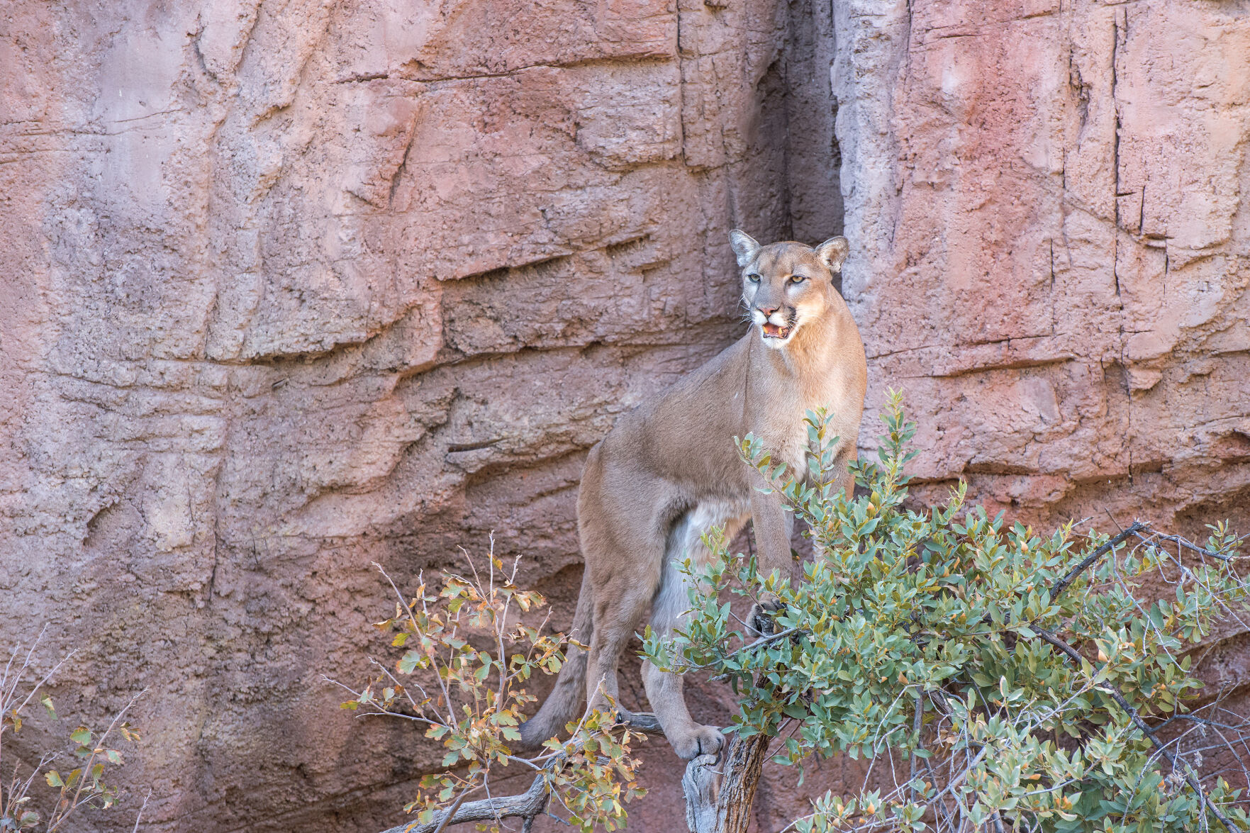 Hiking Safety Mountain Lion