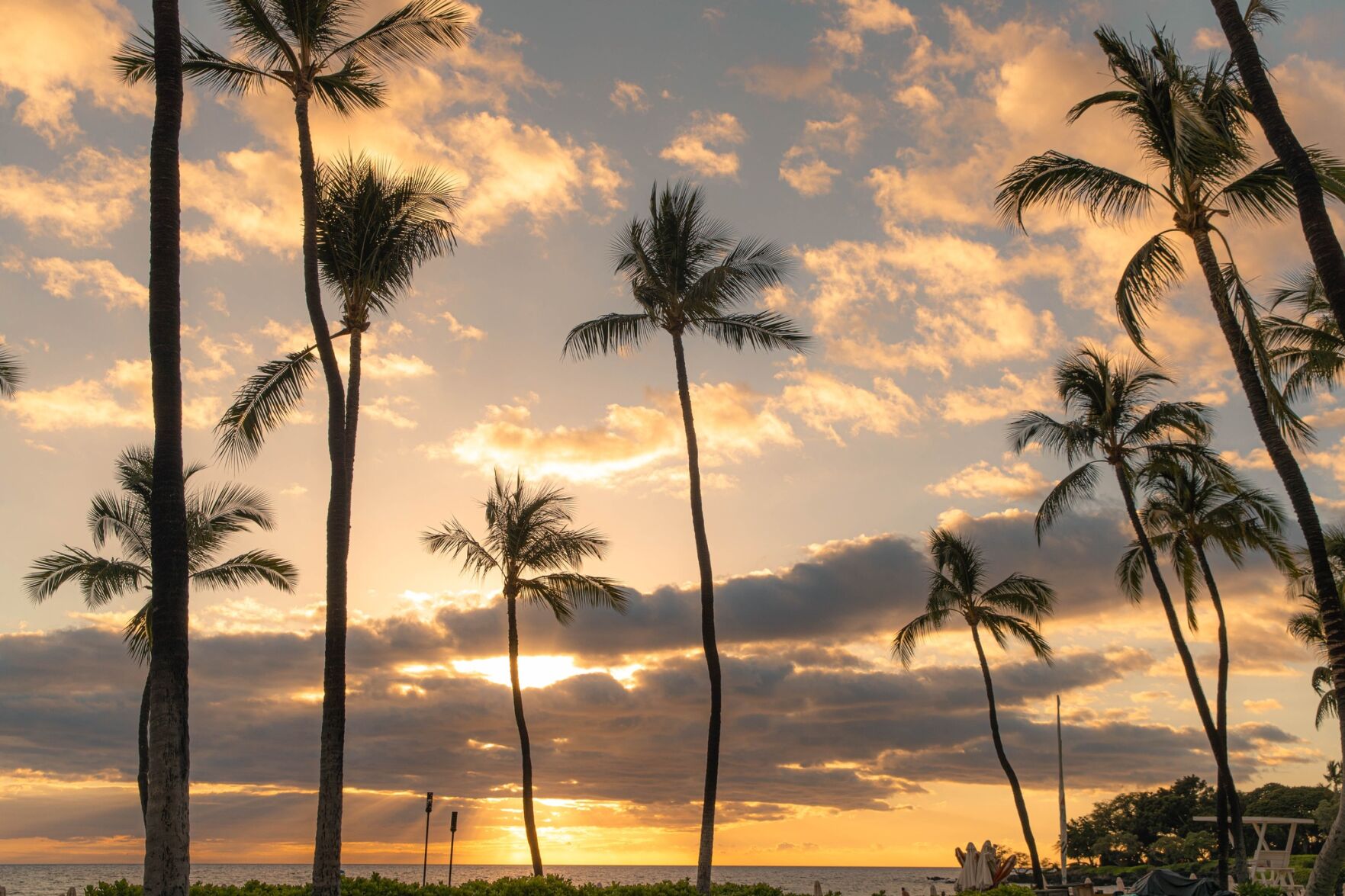 mauna-kea-palm-trees.jpeg