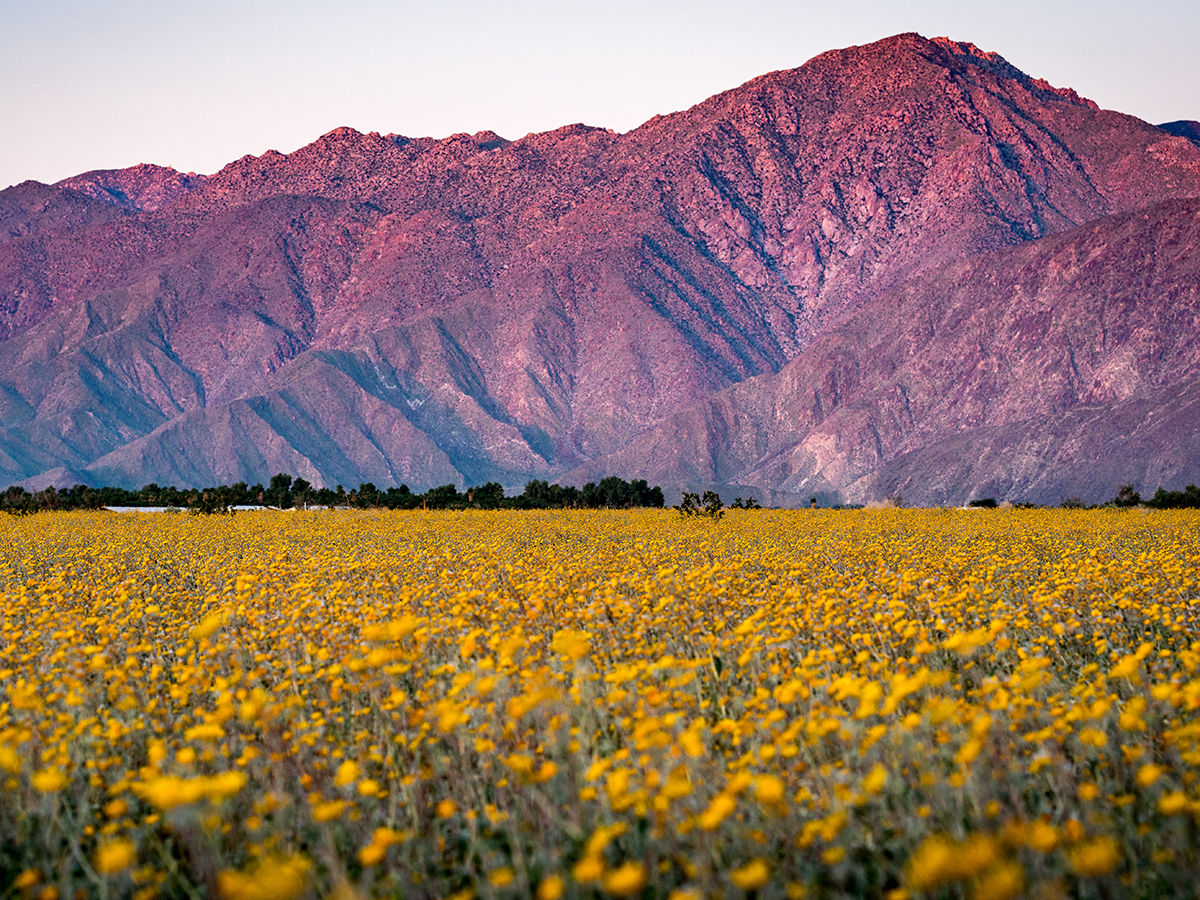 California Adventure Bucket List / Anza-Borrego