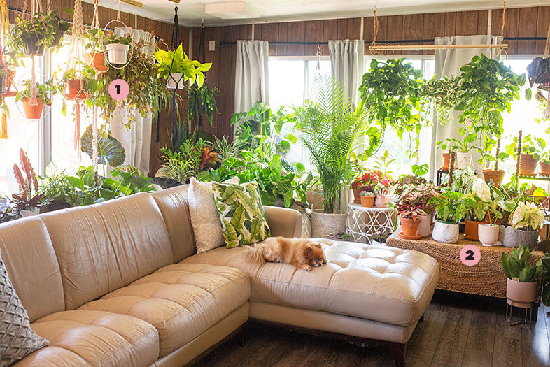 Jungalow: There's 230 Houseplants in This Chula Vista Abode