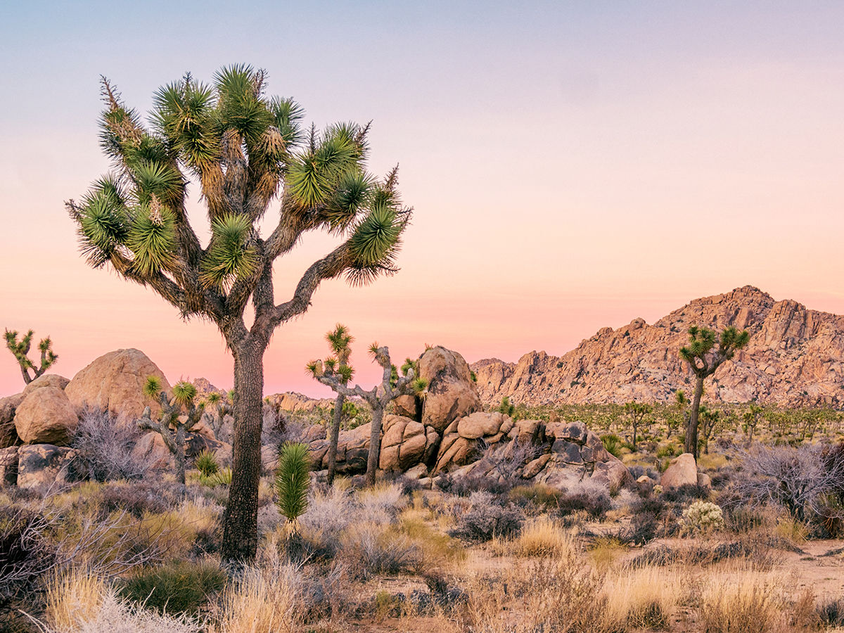 California Adventure Bucket List / Joshua Tree