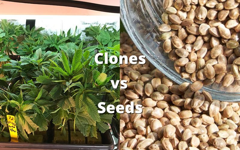 Marijuana Clones Vs Seeds