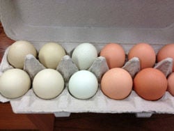 Local Bounty: July 1