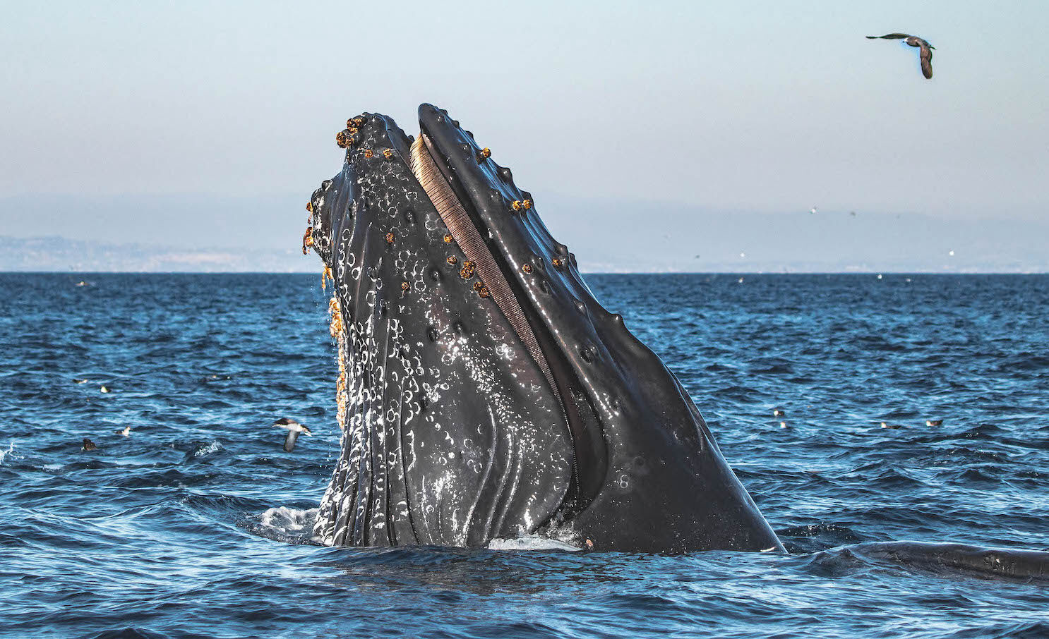 humpback-whale-sdm1222.jpeg
