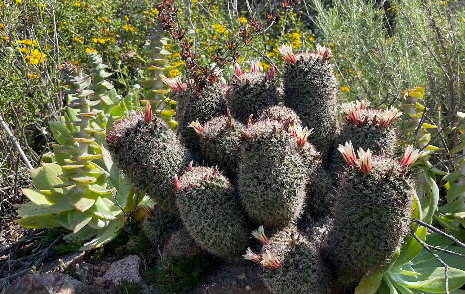 Rancho Mission Open Space