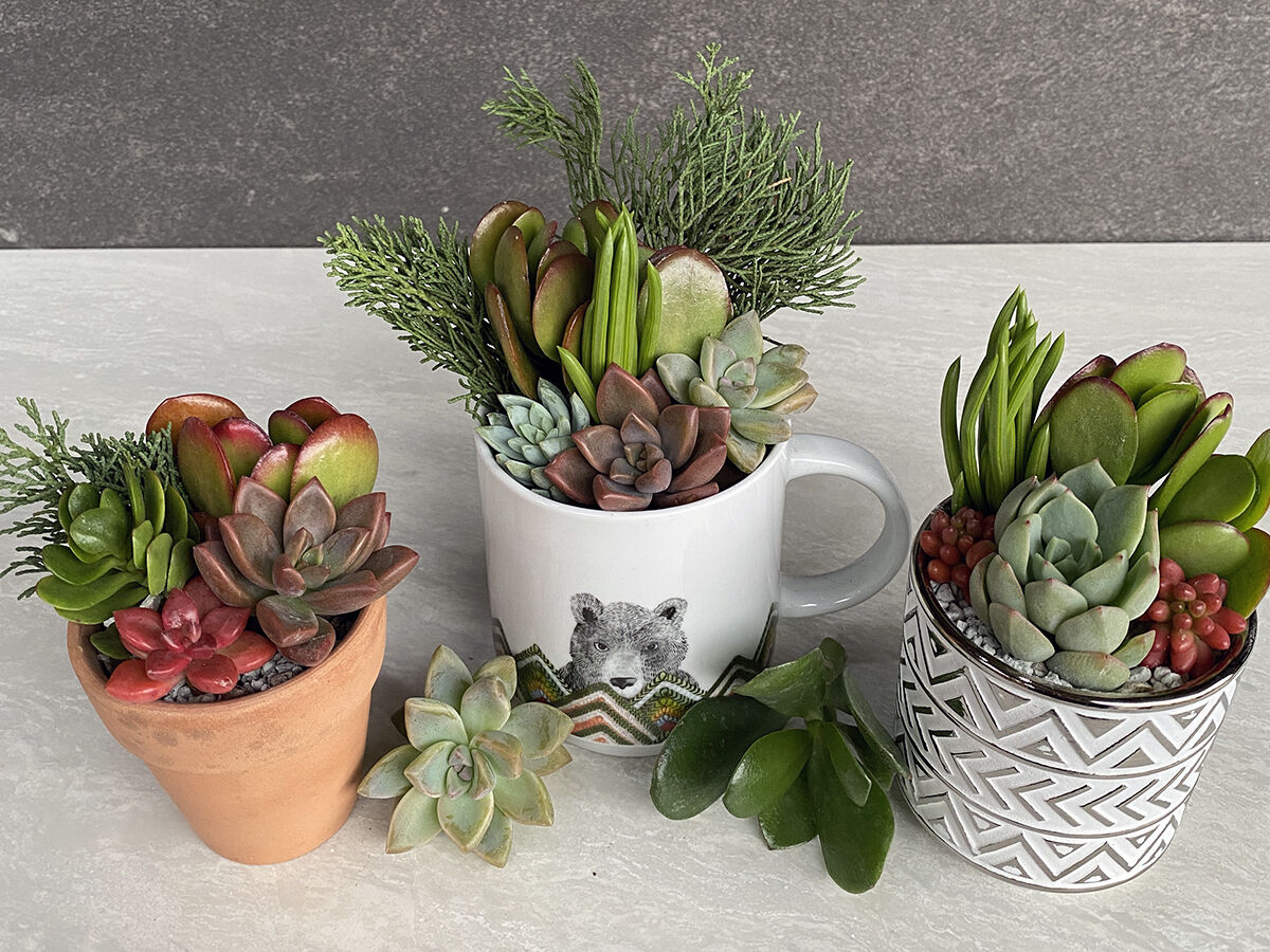 DIY Gifts / Potted Succulents