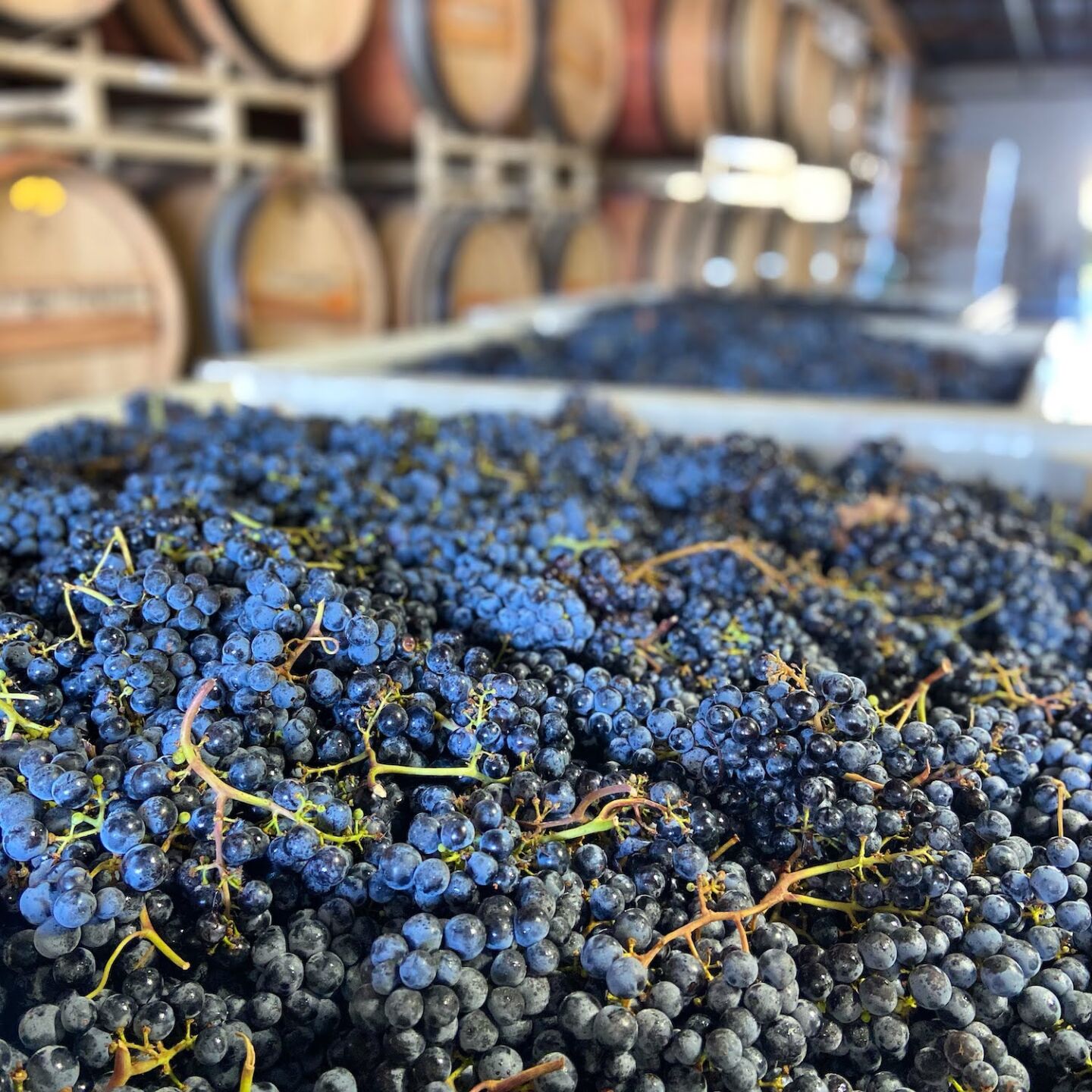 Harvest wines - Carruth