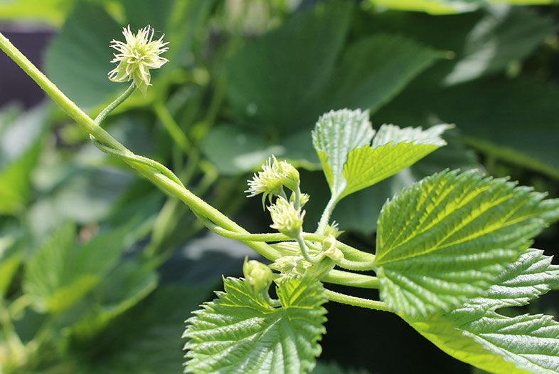 Inside San Diego's Largest Hop Farm