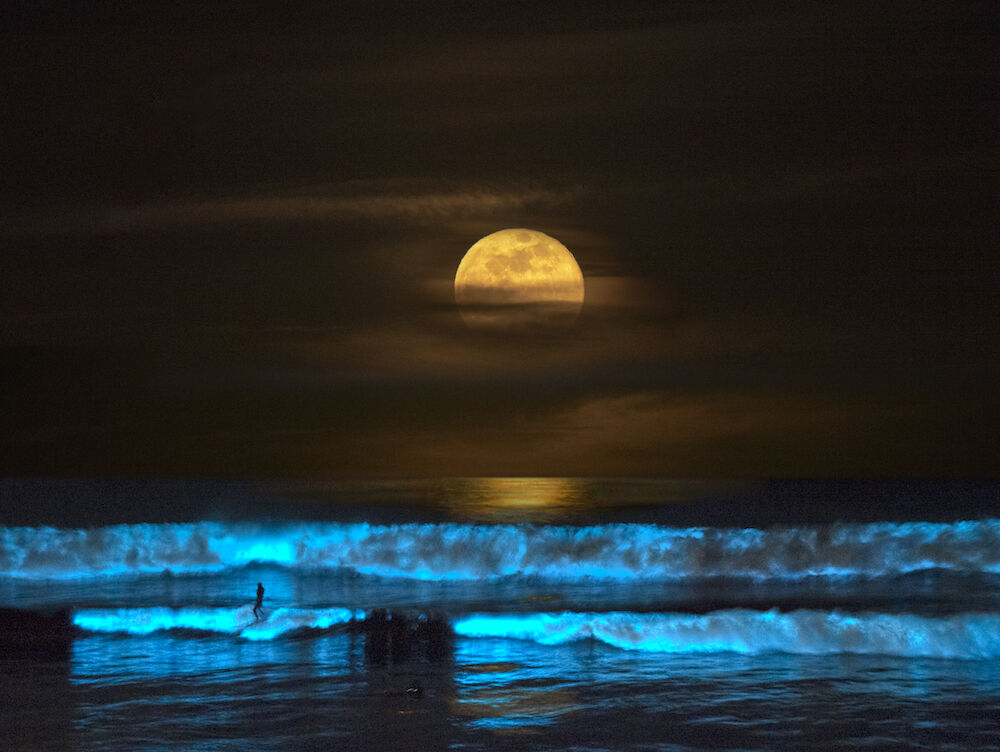 Donald Miralle - Carlsbad bioluminescence