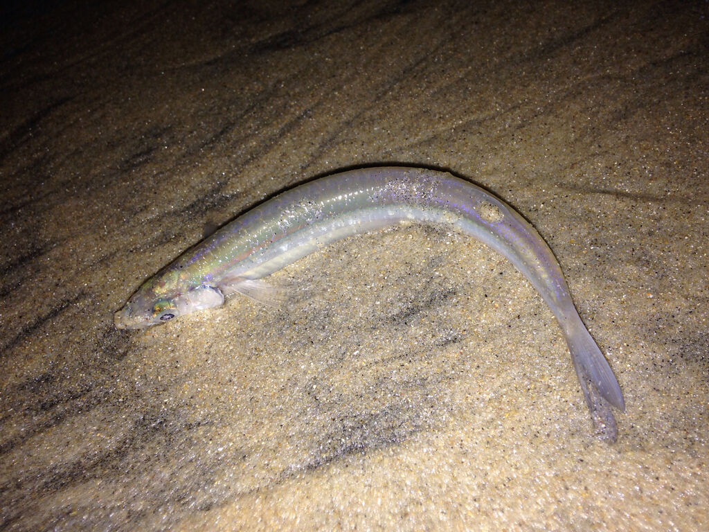 Grunion Run Fish San Diego Shahan Derkarabetian
