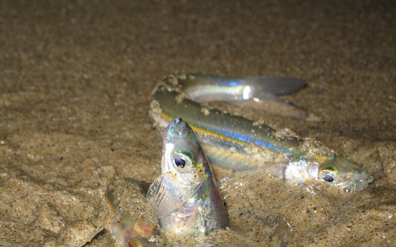 Doug Martin Grunion Run Org San Diego Fish