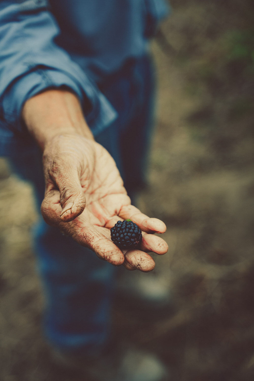 Chino Farms Rancho Santa Fe San Diego 2023 Berries