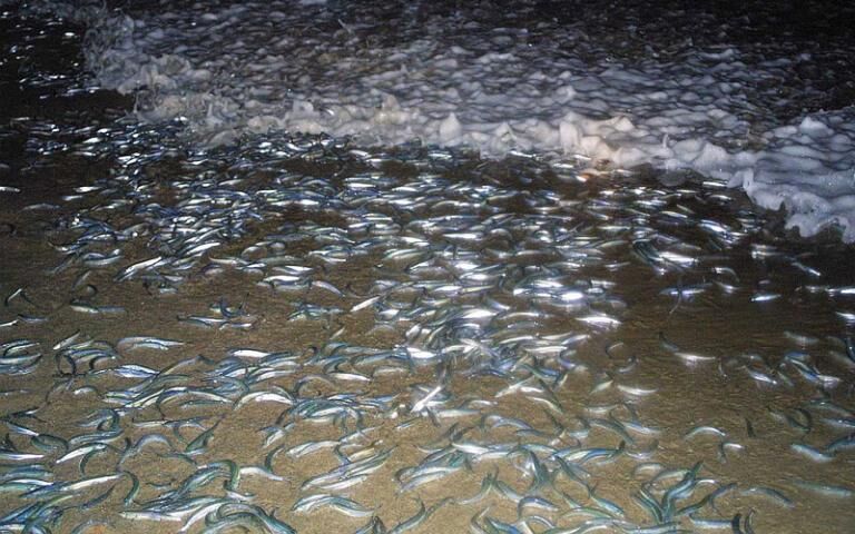 William Hootkins Grunion Run Org San Diego Fish