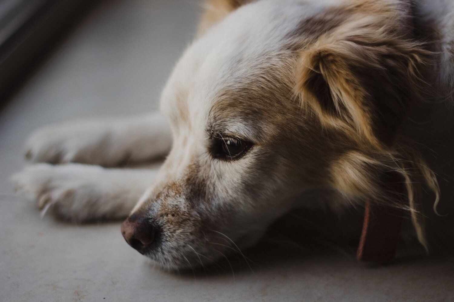 Humane Society of Imperial County Clear the Shelters San Diego 2023