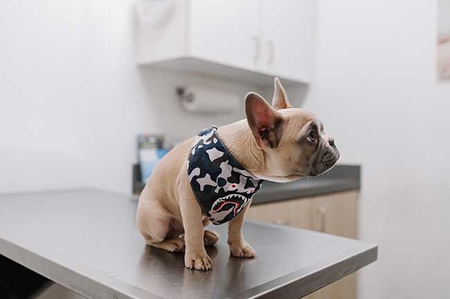 How Much Is Pet Insurance For Dogs?