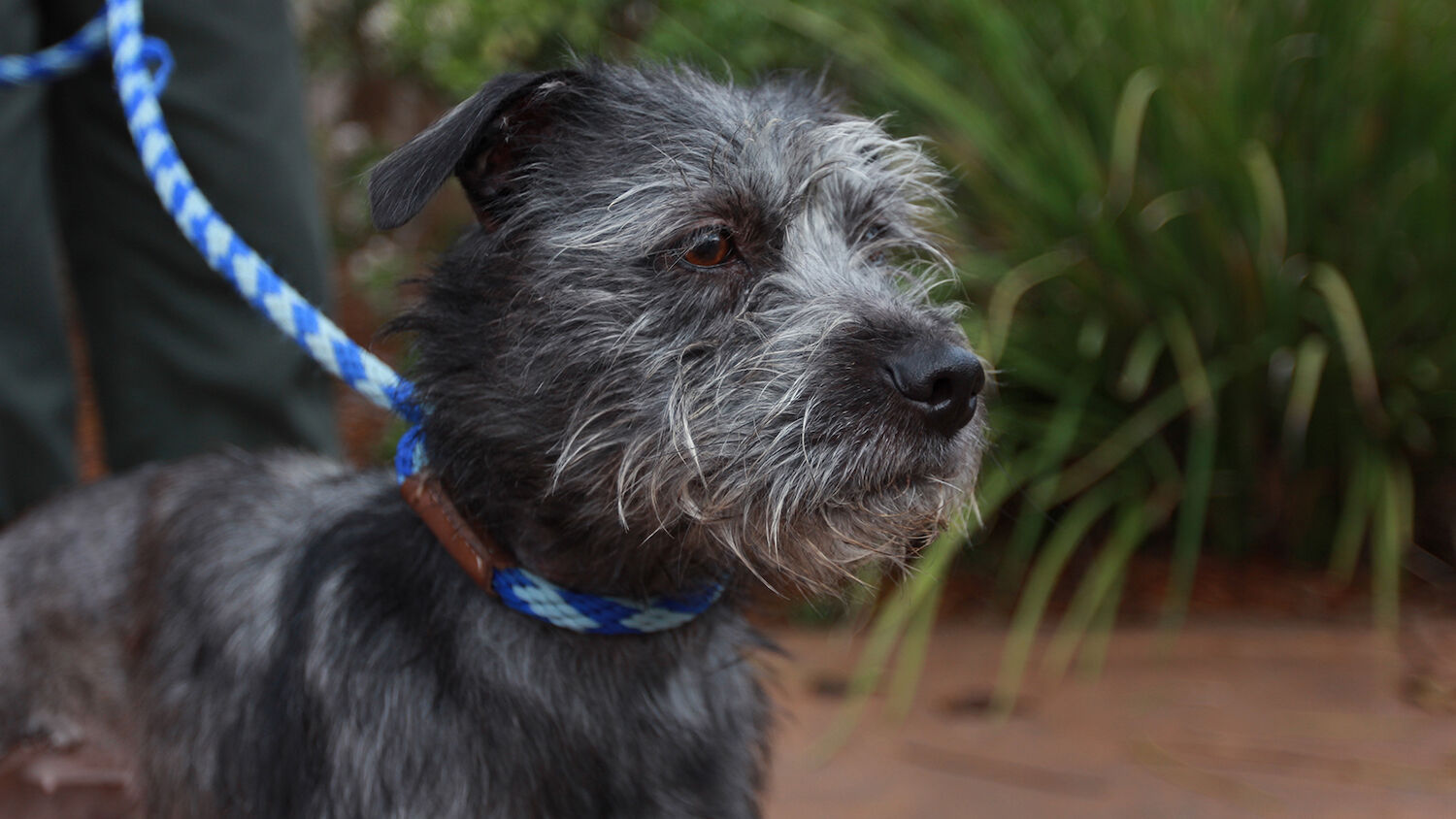 San Diego County Dog Clear the Shelters San Diego 2023