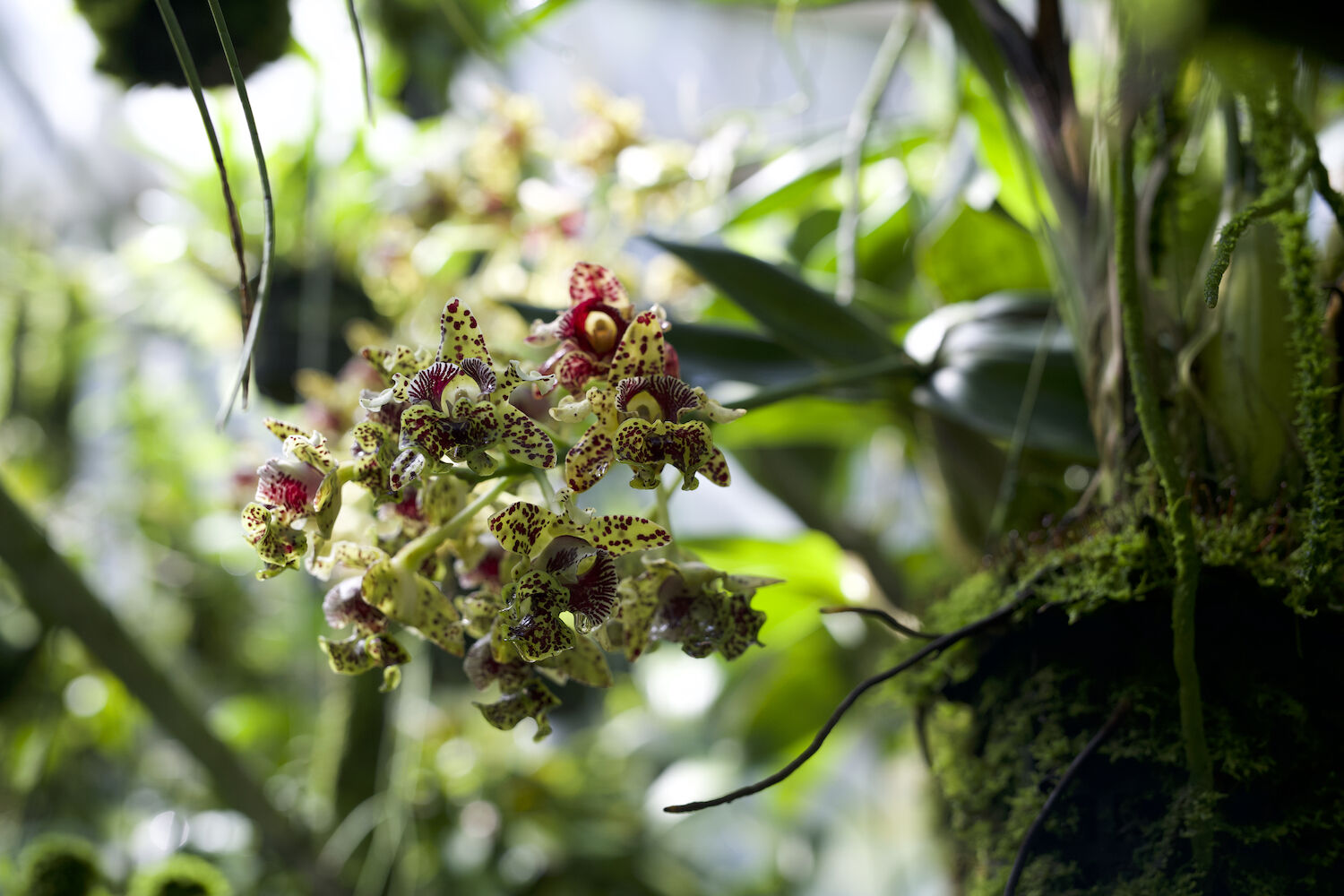 Andy's Orchids Leucadia Garden Sacred Spaces Plants - 7